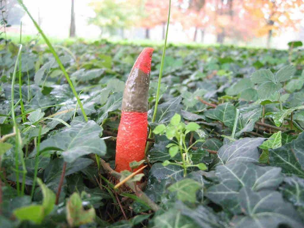 2005 :  Un anno di funghi